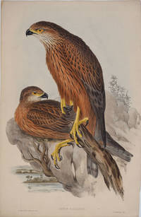image of Astur Radiatus. Radiated Goshawk