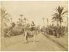 Middle Eastern and Islamic Cultural History: Circa 1875 Albumen Prints of Armed Arab and Bedouin Camel Riders