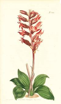 Plate No. 1036 - Neottia Orchioides. Frosted-Flowered Neottia - from Curtis's Botanical Magazine, Volume XXVI (botanical print)