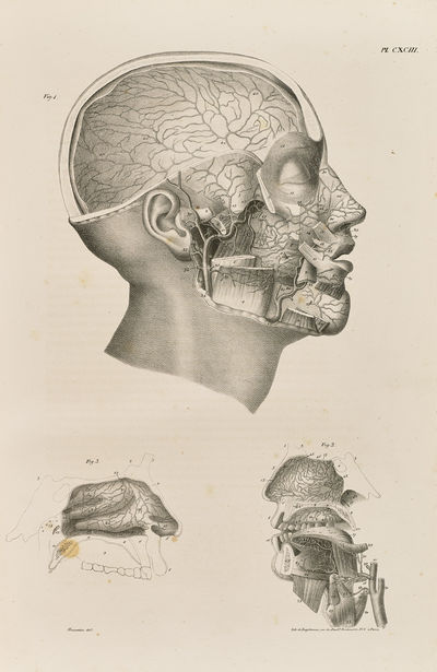 Anatomie de l'homme..