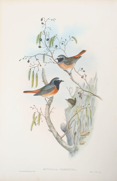 Ruticilla Phoenicura. Redstart.