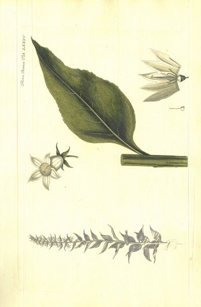 Plansje LXXXV fra Flora Danica. Andre hefte.