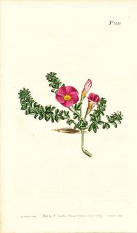 Plate No. 1031 - Oxalis Rubella. Red-Flowered Oxalis - from Curtis's Botanical Magazine, Volume XXVI (botanical print)