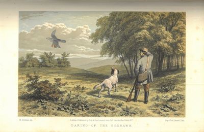 The game birds and wild fowl of Sweden and Norway ; with an account of the seals and salt-water fishes of those countries. Embellished with a map, 48 illustrations executed in chromo lithography, and 65 woodcuts. (photo 1)