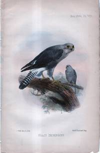 International Journal of Avian Science (IBIS). Plate VIII ONLY - Falco Dickinsoni (kestrel)