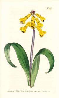 Plate No. 1020 - Lachenalia Tricolor, Yellow-Flowered Lachenalia - from Curtis's Botanical Magazine, Volume XXVI (botanical print)