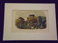 image of Quadrupeds of North America: Say's Least Shrew.