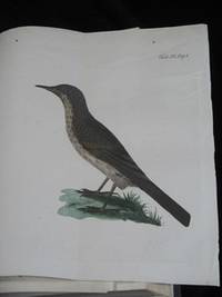ORNITHOLIGIA SVECICA I-II:1-2. (photo 2)