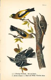 Bird print - Evening Grosbeak (M & F), Brown Creeper, Black and White Warbler (4 birds) - Plate 92 - from Report on the Birds of Pennsylvania