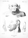 Recherches sur l'Anatomie du Troglodytes Aubryi, Chimpanze d'Une Espece Nouvelle