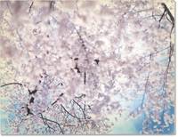 Sakura (First Edition)