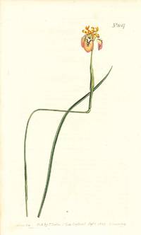 Plate No. 1047 - Moraea Tenuis. Brown-Flowered Moraea - from Curtis's Botanical Magazine, Volume XXVI (botanical print)