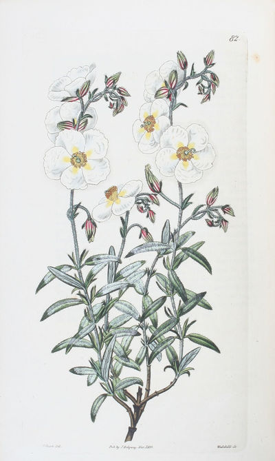 Cistineae the natural Order of Cistus, or…