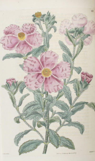 Cistineae the natural Order of Cistus, or Rock-Rose; illustrated by coloured Figures & Descriptions of all the distinct Species, and the most prominent Varieties, that could be at present procured in the Gardens of Great Britain; with the best Directi... (photo 2)