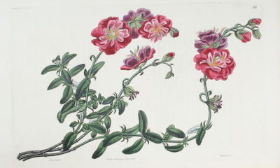 Cistineae the natural Order of Cistus, or Rock-Rose; illustrated by coloured Figures & Descriptions of all the distinct Species, and the most prominent Varieties, that could be at present procured in the Gardens of Great Britain; with the best Directi... (photo 3)