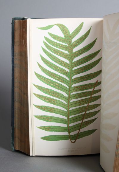 Ferns: British and Exotic. Volume 1-8. (photo 2)