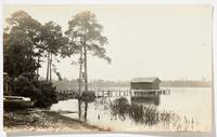 (Photo album): Professional Nature Photography of Florida's National Forests in 1920