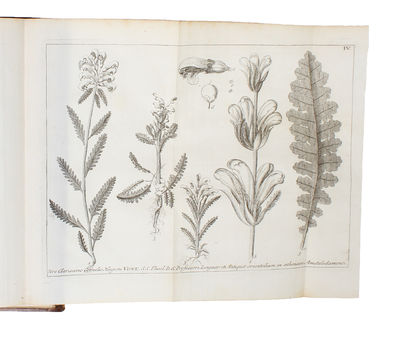 Flora Lapponica exhibens Plantas per Lapponiam Crescentes, secundam Systema Sexuale Collectas in Itinere... Additis Synonymis, & Locis Natalibus Omnium, Descriptionibus & Figuris Rariorum, Viribus Medicatis & Oeconomicis Plurimarum. (photo 2)