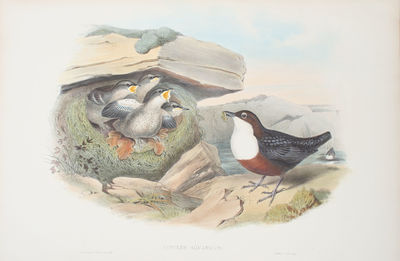 Cinclus Aquaticus. Water-Ouzed or Dipper.