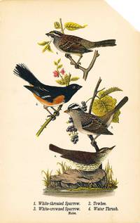 Bird print - White-throated Sparrow, Towhee, White-crowned Sparrow, and Water Thrush (4 birds) - Plate 95 - from Report on the Birds of Pennsylvania