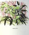 THE NATURAL HISTORY OF SELBORNE