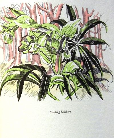 THE NATURAL HISTORY OF SELBORNE