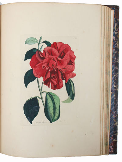 (Flora eller colorerede Afbildninger af…