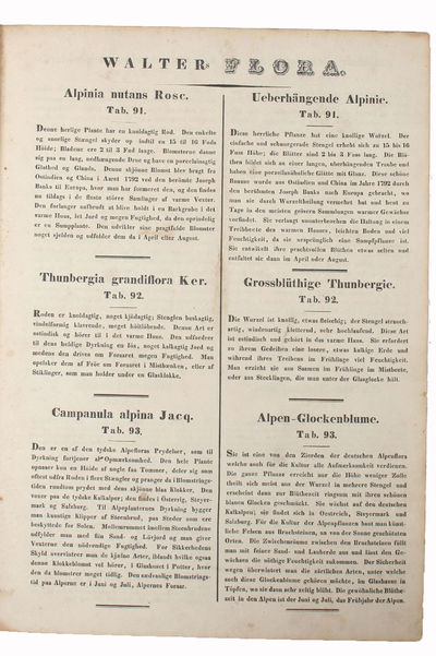 (Flora eller colorerede Afbildninger af Pragt-Blomster, med dansk og tysk Beskrivelse. - Flora oder colorirte Abbildungen von Pracht=Blumen mit deutschen und dänischen Texte). (photo 2)