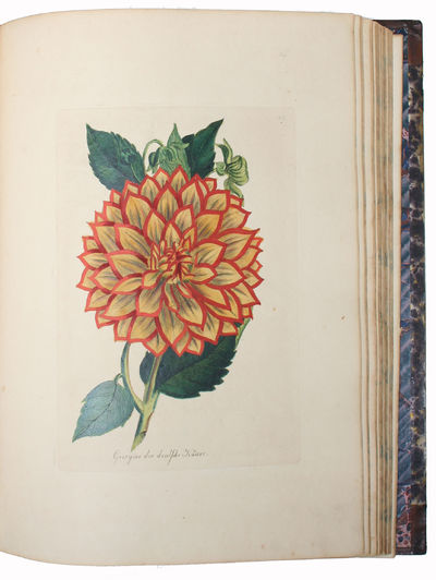 (Flora eller colorerede Afbildninger af Pragt-Blomster, med dansk og tysk Beskrivelse. - Flora oder colorirte Abbildungen von Pracht=Blumen mit deutschen und dänischen Texte). (photo 3)