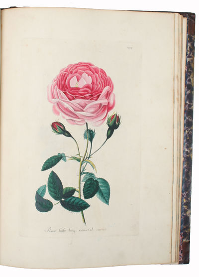 (Flora eller colorerede Afbildninger af Pragt-Blomster, med dansk og tysk Beskrivelse. - Flora oder colorirte Abbildungen von Pracht=Blumen mit deutschen und dänischen Texte). (photo 5)