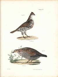 Bird print - Plate 77 from Zoology of New York, or the New-York Fauna. Part II Birds. (Partridge and Grouse)