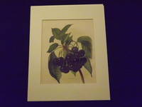 The Fruit Grower's Guide: Early Rivers (cherries).