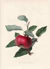 Coe's Golden Drop Plum. (print)