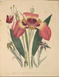 image of The Ladies' Flower-Garden of Ornamental Bulbous Plants