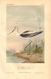 image of The White Avocet: Recurvirostra occiidentalis