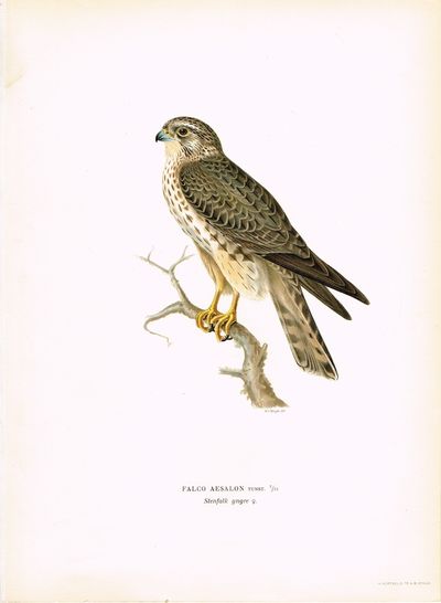 Falco Aesalon. Stenfalk yngre ♀. (Dvergfalk). Fra…