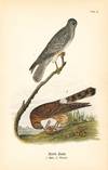 Bird print - Marsh Hawk (2 birds) - Plate 13 - from Report on the Birds of Pennsylvania