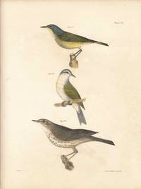 Bird print - Plate 47 from Zoology of New York, or the New-York Fauna. Part II Birds. (Warblers and a Thrush)