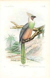 Bird print - Schizorhis personata (Plate XXX ONLY) from Ornithologie Nordost-Afrika's