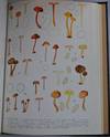 Flore Iconographique des Champignons du Congo. Fascicules 9-17