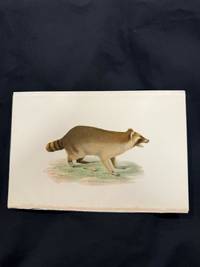 Diseases and Enemies of Poultry.