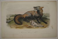 American Cross Fox [Plate 6]