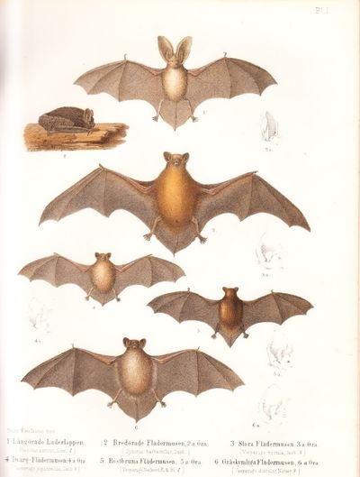 Atlas öfver Skandinaviens däggdjur. Med 132…