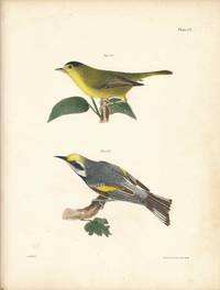 Bird print - Plate 52 from Zoology of New York, or the New-York Fauna. Part II Birds. (Warblers)