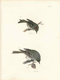 Bird print - Plate 53 from Zoology of New York, or the New-York Fauna. Part II Birds. (Warbler and a Kinglet)