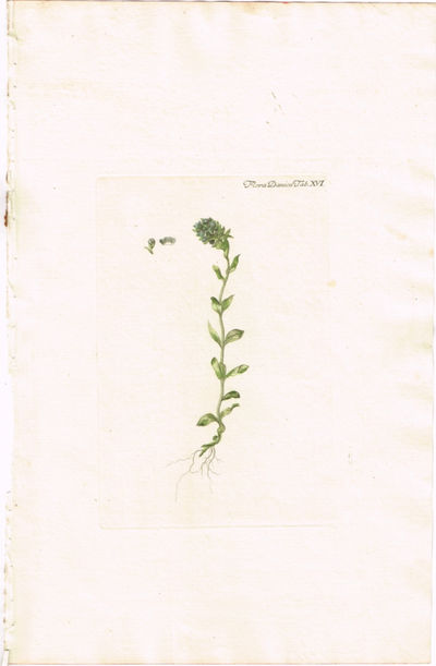 Tab. XVI. Veronica alpina (Fjellveronika). Utg.…