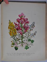 cover of British Wild Flowers