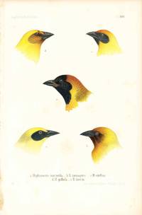 Bird print - Hyphantornis intermedia ... (Plate XXIII ONLY) from Ornithologie Nordost-Afrika's
