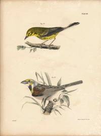 Bird print - Plate 49 from Zoology of New York, or the New-York Fauna. Part II Birds. (Warbler and Bunting)