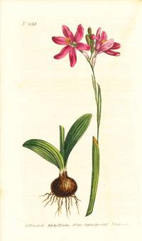 Plate No. 1013 - Ixia Capillaris Aulica. Rose-Coloured Ixia - from Curtis's Botanical Magazine, Volume XXVI (botanical print)